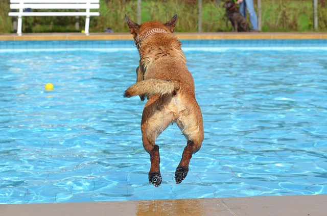 skok psa do bazénu