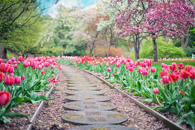 cesta lemovaná tulipány