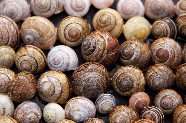 snail-65358_640